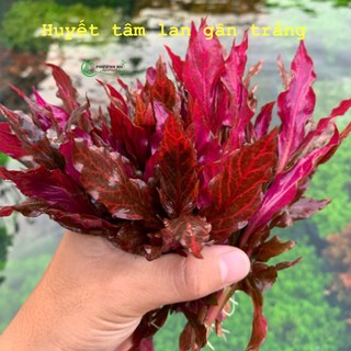 Cây Huyết tâm lan lá nước