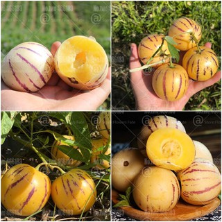 Hạt giống dưa pepino