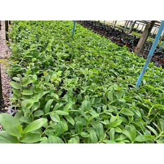 combo giả hạc gieo hạt có mặt hoa