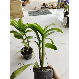 Dendro lai hồ điệp hoa tím