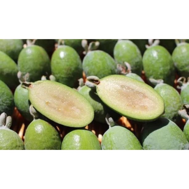 Cây giống ổi dứa + Tặng 01 cây dâu da đất
