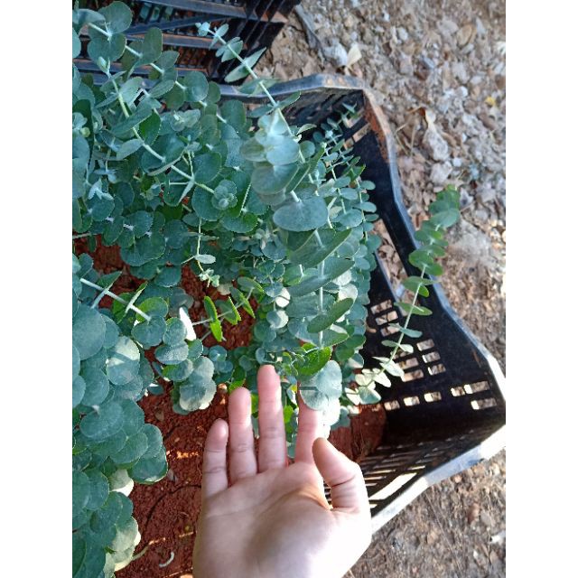 Chậu cây Khuynh Diệp - Đô La Bạc - Bạch Đằng cảnh - SilverDollar Tree - Eucalyptus cinerea
