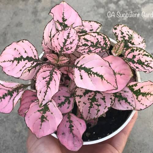 Cây Hypoestes phyllostachya Pink Splash (Thương Đao Dược Hồng) chậu nhựa