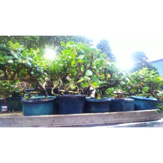 Chậu mềm Bonsai sam núi mini , tiểu cảnh sen đá