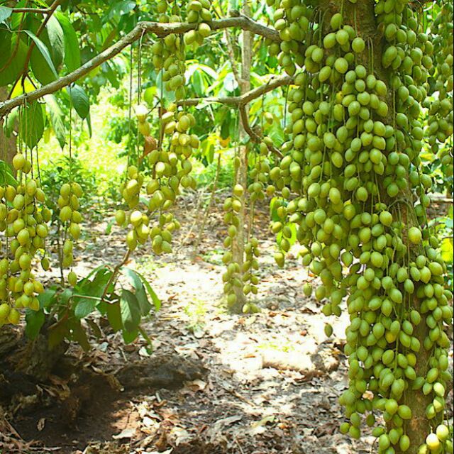 cây dâu xiêm cao 60-70cm, có nhánh đẹp.