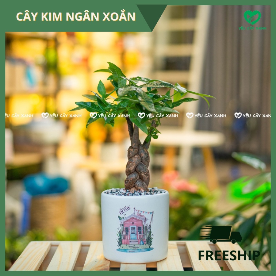 Cây Kim Ngân Xoắn - Kim Ngân Bím để bàn