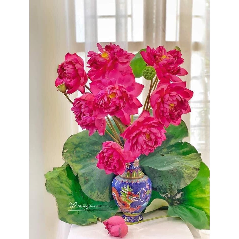 Củ sen đỏ huyết -  Ra hoa sau 4 tháng