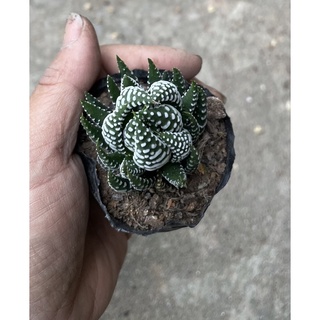 Cây sen đá móng rồng (sao biển xòe, sao biển cụp) size to 7cm
