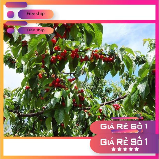 Hạt giống Anh đào (Cherry) (10 hạt)