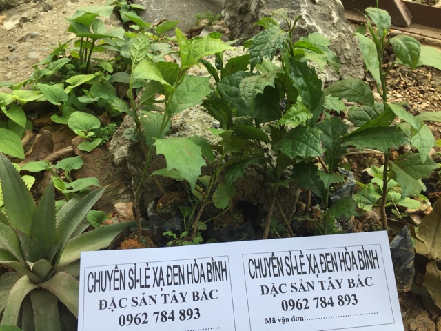 1kg Xạ đen Hoà Bình chuẩn GMP-WHO (loại đặc biệt) | BigBuy360 - bigbuy360.vn