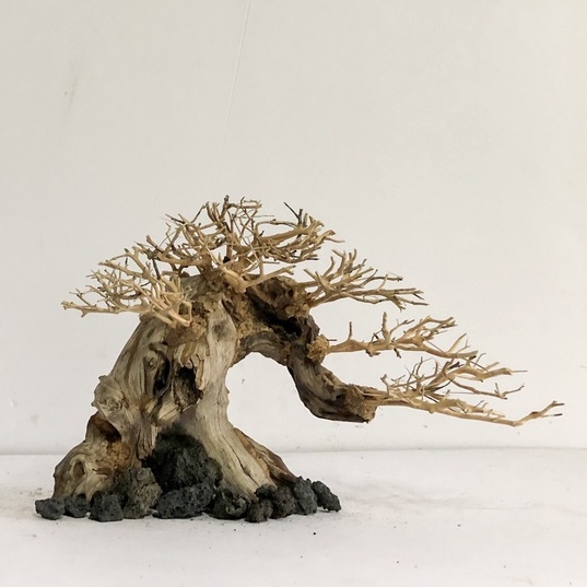 LŨA BONSAI - LŨA THUỶ SINH - Bonsai Mini Linh Sam Ghép Tán Xương