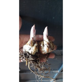 combo 5 củ hoa ly có ngồng hoa