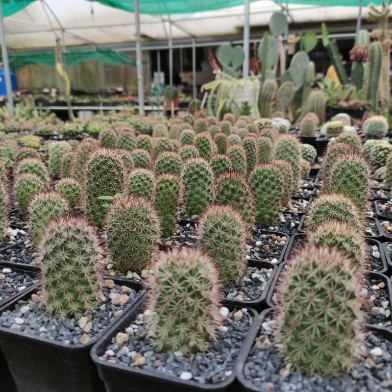 Xương rồng Mammilaria - Gai móc - Hoa trắng vòng nguyệt quế