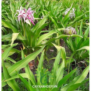 CÂY ĐẠI TƯỚNG QUÂN ( CÂY LÁNG )