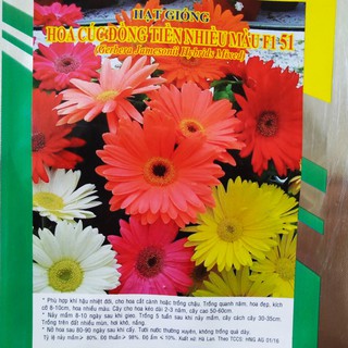 Hạt Giống HOA CÚC ĐỒNG TIỀN NHIỀU MÀU F1 51(Gerbera Jamesonii Hybrids Mixed)