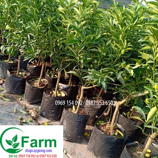 Combo 01 quất ngọt/05 măng tây/02 lá nếp/01 húng chanh