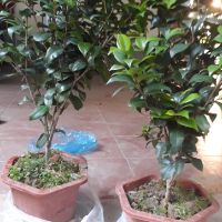 HOA TRÀ MY GỐC TO SẴN NỤ
