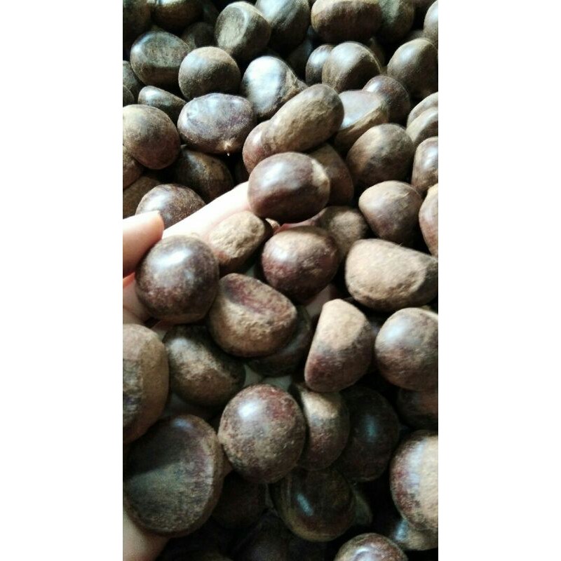 1kg hạt dẻ sống