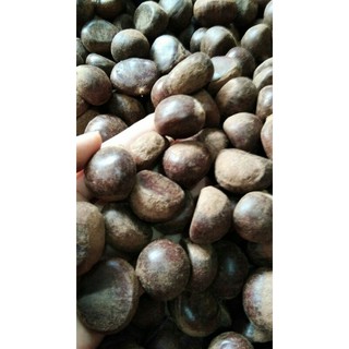 1kg hạt dẻ sống