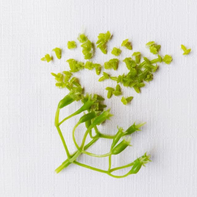1 lạng cành chia tú cầu nhị trắng