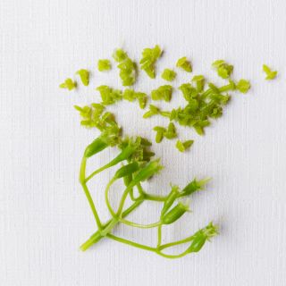 1 lạng cành chia tú cầu nhị trắng (khoảng 32-35 chùm)