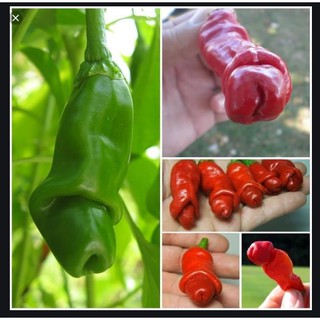 giống ớt cu tý 30 hạt