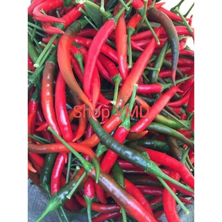 Hạt giống Ớt Chỉ Thiên