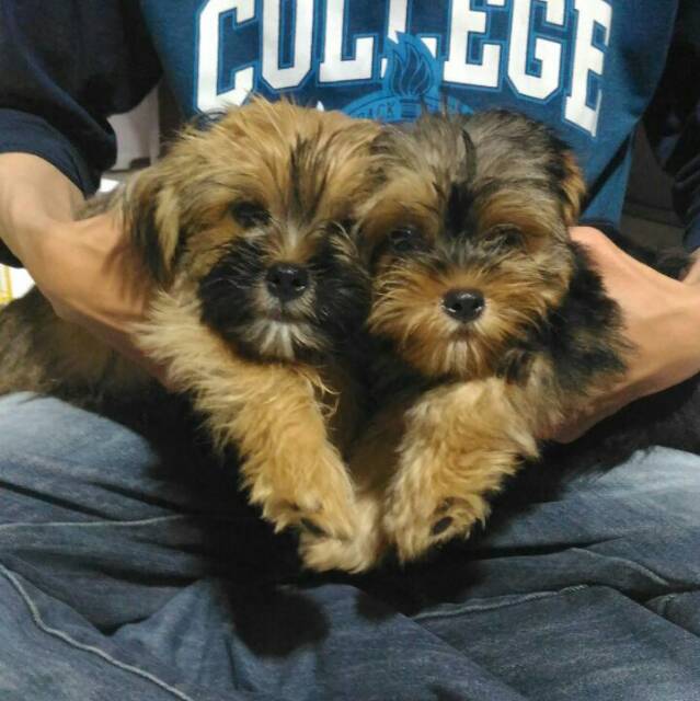 tomsmandiri.vn, Cửa hàng trực tuyến | BigBuy360 - bigbuy360.vn