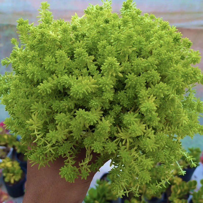 Sen đá sedum vàng SONDA GARDEN size trung bình 10cm, xuất xứ Đà Lạt, khoẻ đẹp, lỗi 1 đổi 1