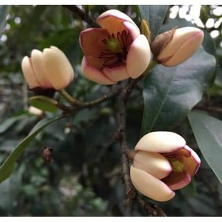 Cây hoa lan tiêu hương thơm