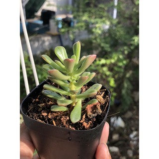 Sen đá Sedum kẹo đỏ