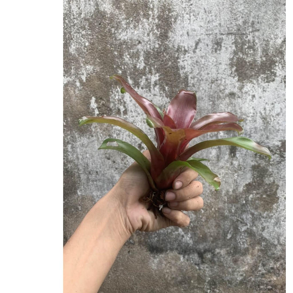 dứa màu nam mỹ mini