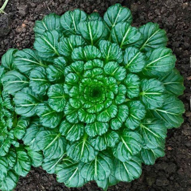 100h Hạt Giống Cải Hoa Hồng Tatsoi - Đỏ (Brassica juncea)