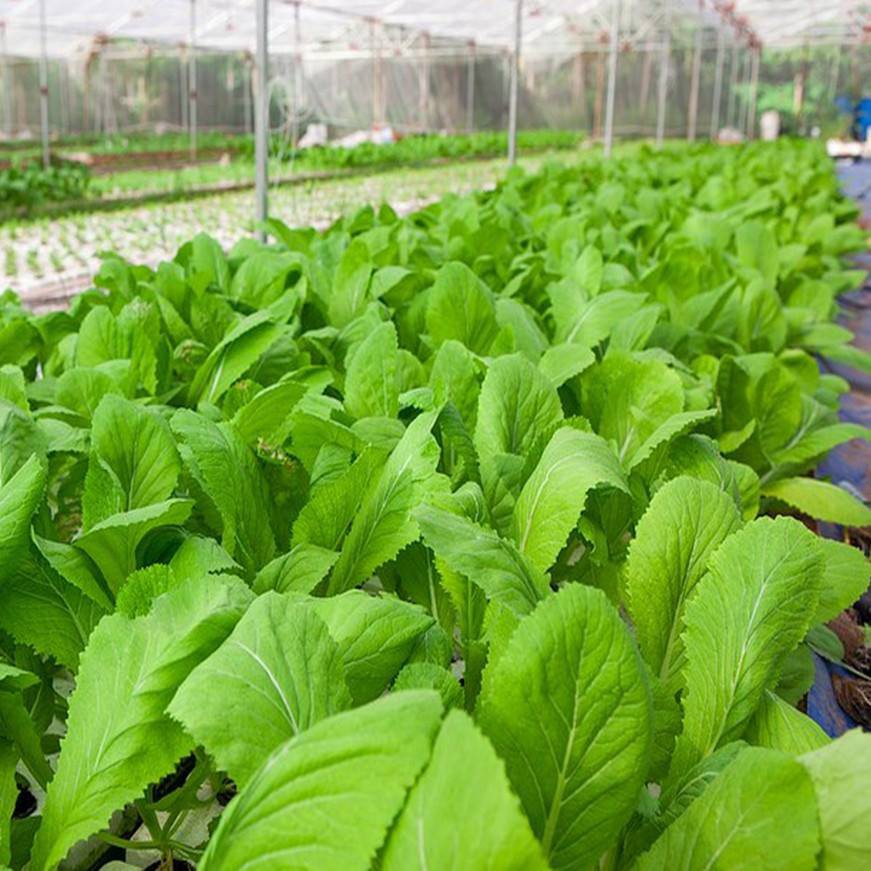 Hạt giống Cải Mơ 300  Hạt