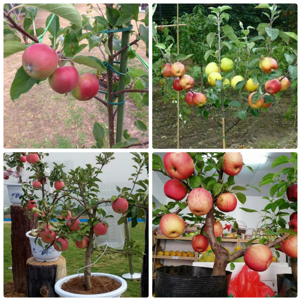 10 Hạt giống táo đỏ lùn dễ trồng
