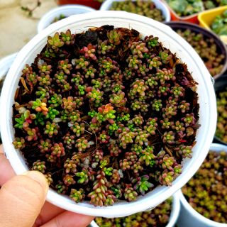 Mười giờ ấn độ, mười giờ hạt gạo, sedum nếp cẩm