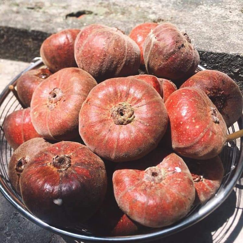CÂY GIỐNG SUNG MẬT RỪNG