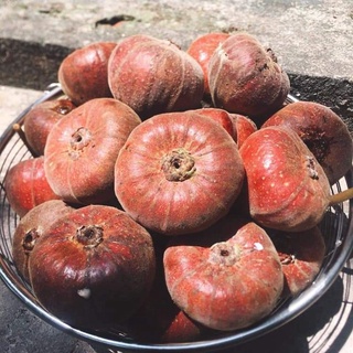 CÂY GIỐNG SUNG MẬT RỪNG