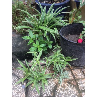 cỏ lan chi ( cây dây nhện ) bầu đất không chậu