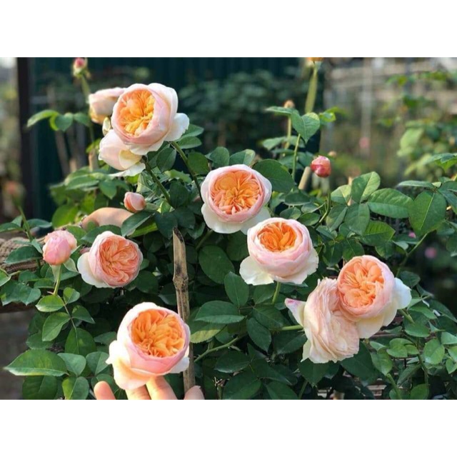 Gốc hoa hồng juliet