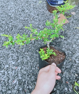 Cây Sam Núi Bonsai
