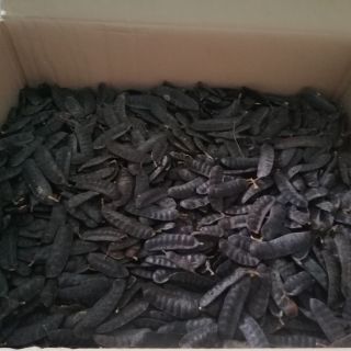 Quả bồ kết đen khô,