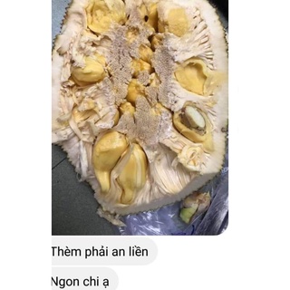 Cây Giống Mít ướt (cây ghép siêu sớm trái)