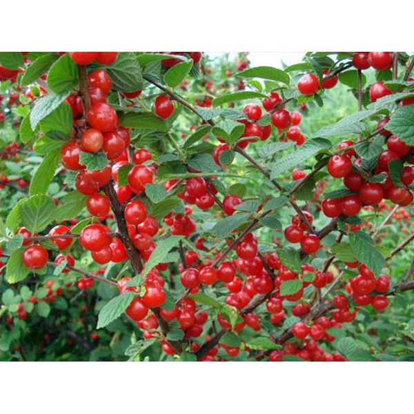 Hạt giống Anh đào Triều tiên - Cherry triều Tiên F1