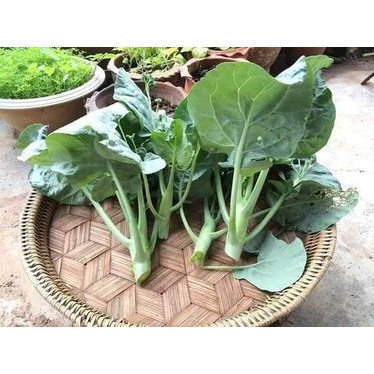 200H - Hạt giống cải ngồng làn lá xoăn Chia Tai Thái Lan