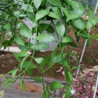 [CHẬU TREO ] Hạt dưa xanh