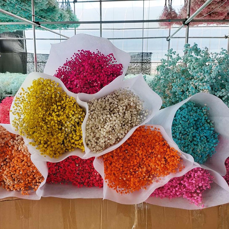 Hoa baby khô 400 - 450gr, bó to, decor nhà văn phòng