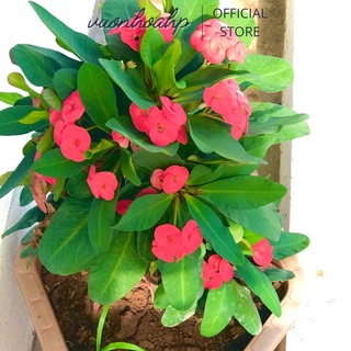 Vườn hoa hạnh phúc