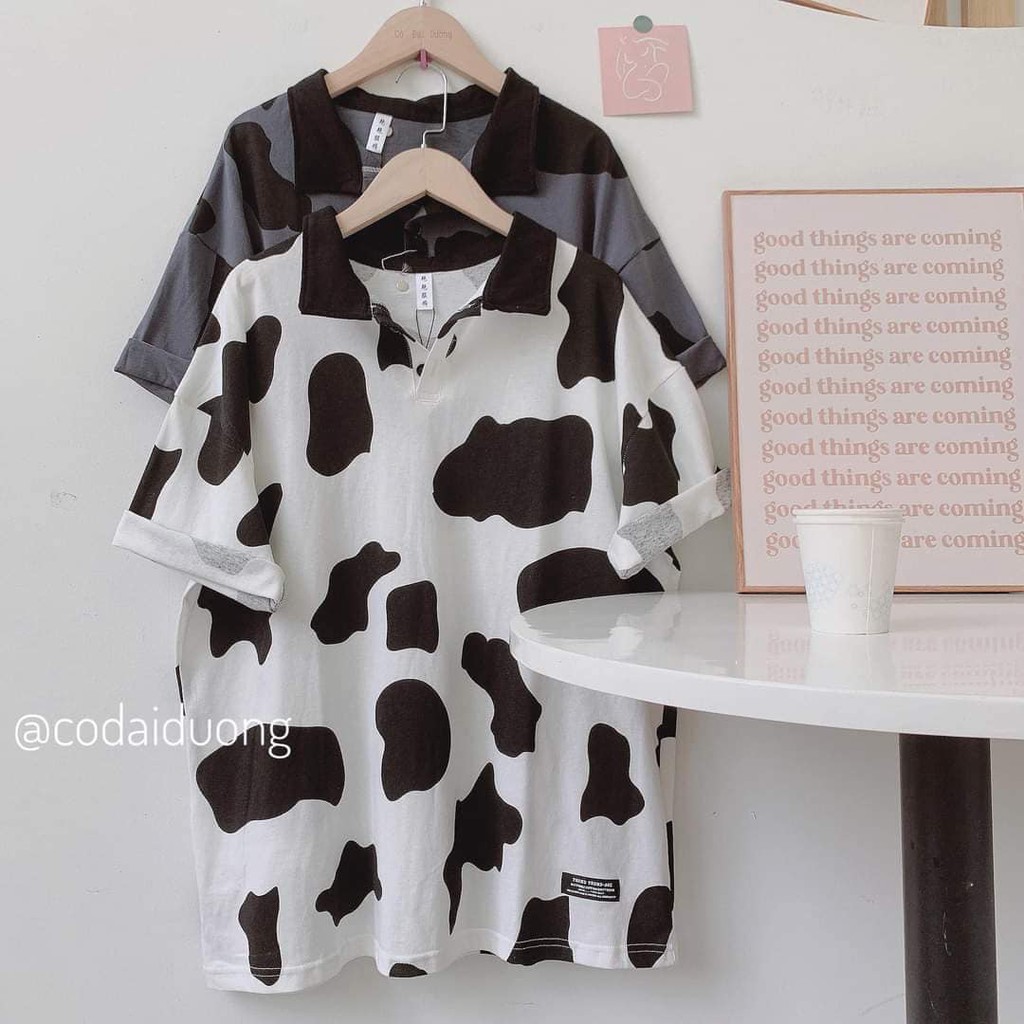Áo polo bò sữa siêu hot