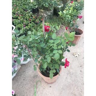 Cây hoa hồng nhung đỏ - 1 chậu